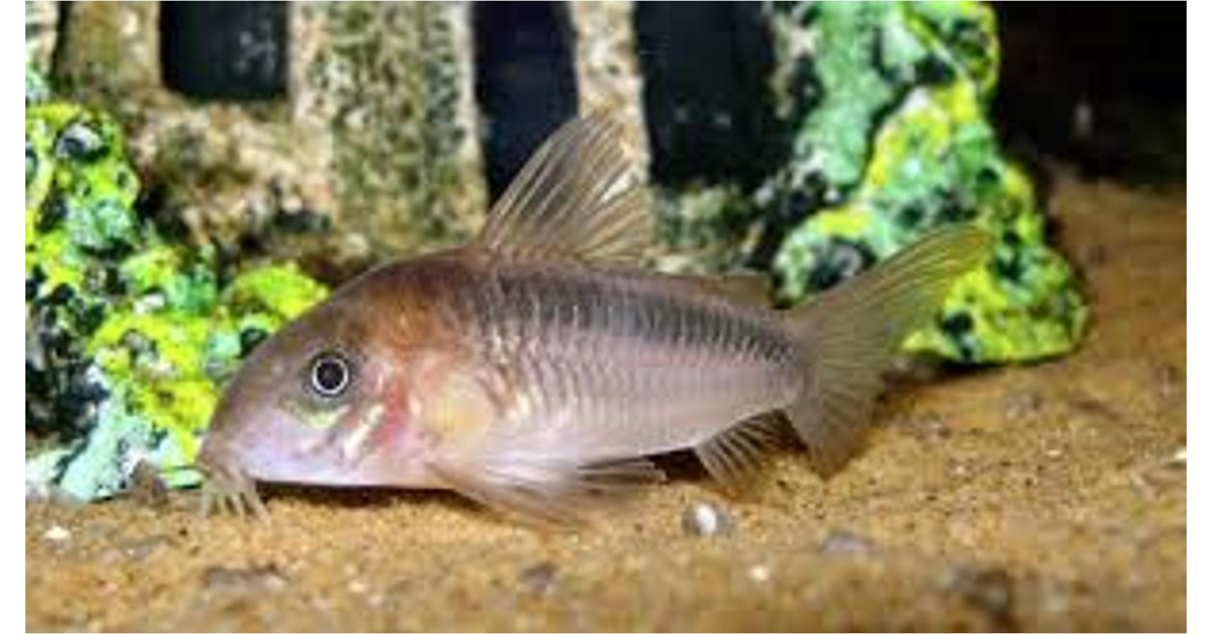 Kantáros páncélosharcsa Corydoras zygatus ár Vadvilágbolt